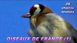 CHANTS dOISEAUX de FRANCE  28 chants [upl. by Bartie]