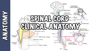 Spinal Cord  Clinical Anatomy and Physiology dermatomes blood supply shingles lumbar puncture [upl. by Yreme]