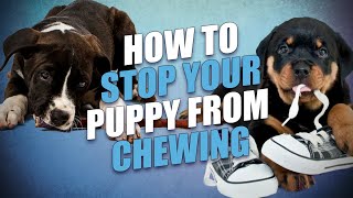 How to Stop a Puppy from Chewing Everything  5 Effective Tips [upl. by Nnaassilem]