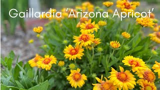 Gaillardia ‘Arizona Apricot’ Blanket Flower [upl. by Eenal576]