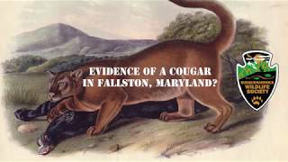 Video Evidence of a Cougar or Mountain Lion in Fallston Maryland [upl. by Esinereb]