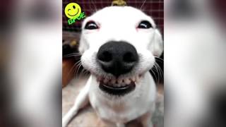 Crazy  Ever Smiling Dog with a Tiny Friend on his Head [upl. by Hike]