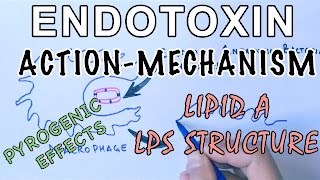 Mechanism of Endotoxins  Pyrogen Activation amp LPS Structure [upl. by Diaz]