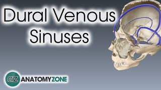 Dural Venous Sinuses  3D Anatomy Tutorial [upl. by Arimak]