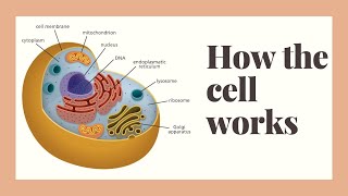 how does the human cell work [upl. by Akihdar]