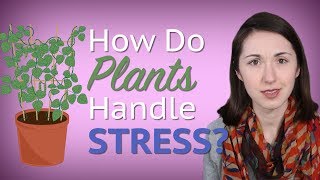 How do Plants Handle Stress  AlwaysCurious [upl. by Christel]