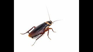 Cockroaches Facts signs and prevention tips [upl. by Ransome117]