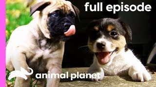 Bullmastiff Jack Russell and Portuguese Water Dog Puppies  Too Cute Full Episode [upl. by Finnie]