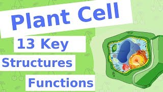 The Plant Cell  13 Key Structures [upl. by Harbard]