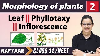 Morphology in Plants 02  Leaf  Phyllotaxy  Inflorescence  Class 11NEET  RAFTAAR [upl. by Fellows]