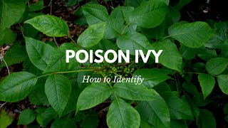 Identifying Poison Ivy and Oak [upl. by Arty]