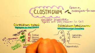 Clostridium tetani tetanus [upl. by Shae]