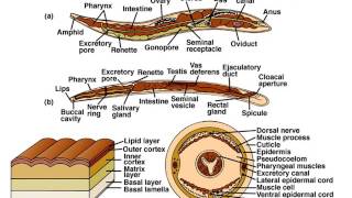 Phylum Nematoda Part 1 Notes [upl. by Azmah]