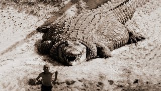 TOP 10 BIGGEST CROCODILES In The World [upl. by Roz]