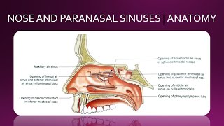 NOSE AND PARANASAL SINUSES  ANATOMY  SIMPLIFIED [upl. by Accber]