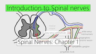 Spinal Nerves Introduction  Nervous system  4K  Chapter 1 [upl. by Lussi]