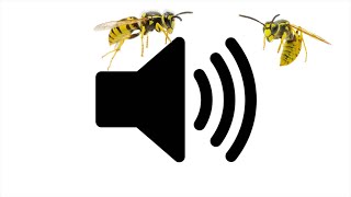 ANGRY WASP SOUND EFFECT 1 Hour Version [upl. by Aisekal496]