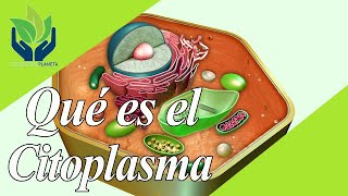 Citoplasma explicación y ejemplos [upl. by Demah]