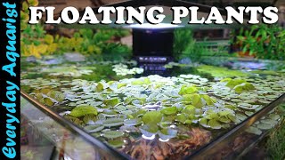 FLOATING PLANTS 6 Reasons You SHOULD ADD Them To Your Aquarium [upl. by Rhianna944]