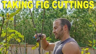 Taking Fig Cuttings and Storing Fig Cuttings When and How To [upl. by Mason]