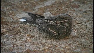 Engoulevent d Europe  European Nightjar  Ziegenmelker  Caprimulgus europaeus [upl. by Aloivaf710]