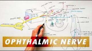 Trigeminal Nerve Anatomy  The Ophthalmic Nerve [upl. by Massab639]