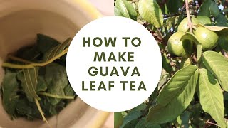 How to Make Guava Leaf Tea [upl. by Laehcor]