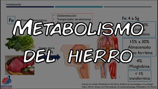 Fisiologia Metabolismo del hierro [upl. by Elam238]