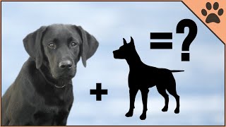 10 Unbelievable Labrador Mix Breeds [upl. by Erdnaxela111]