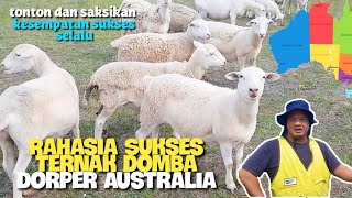 Rahasia Sukses Ternak domba dorper Australia Ronald farm [upl. by Nonnarb]