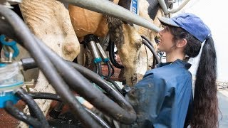 Milking time halved in new rotary milking parlour [upl. by Larret]