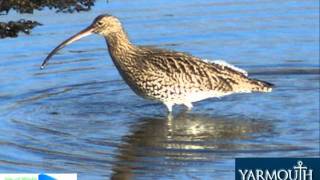 Curlew song [upl. by Emanuel961]