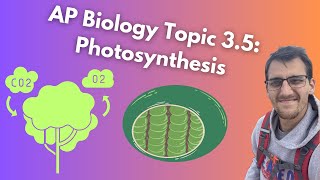 35 Photosynthesis  AP Biology [upl. by Marylee]