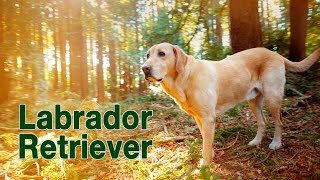 Labrador Retriever  Yellow Lab Fun Compilation [upl. by Lotty]