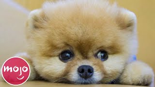 Top 20 Dog Breeds That Have the CUTEST Puppies [upl. by Eiramasil]