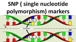 SNP Single nucleotide polymorphism markers [upl. by Agnes]