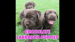 Chocolate Lab Puppies [upl. by Arsuy655]