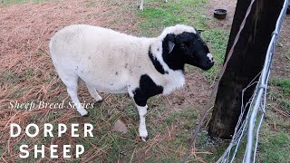 Dorper Sheep  Sheep Breed Series [upl. by Malvino273]