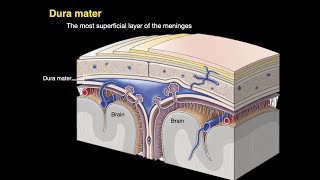 Meninges and Dural venous sinuses [upl. by Joris630]