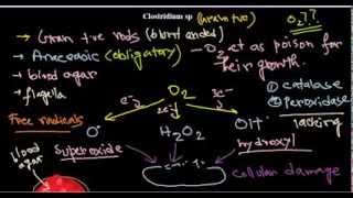 Clostridium sp introduction [upl. by Jaquiss]