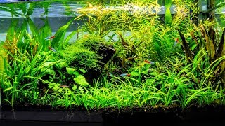 How To Aquascape A Low Tech Planted Aquarium part 1 [upl. by Sackey]