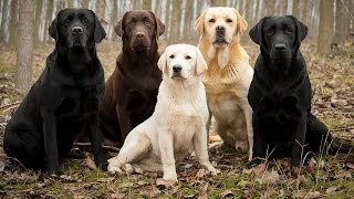 Labrador Retriever Facts [upl. by Yahc]