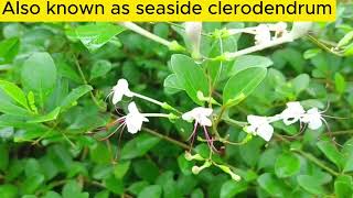 Seaside Clerodendrum [upl. by Reinald]