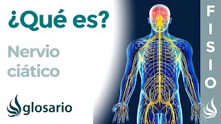 NERVIO CIÁTICO  Qué es ubicación dónde se origina ramificaciones qué zonas inerva y lesiones [upl. by Rabka]