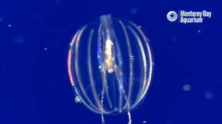 Sea Gooseberry Comb Jellies Feeding [upl. by Nea292]