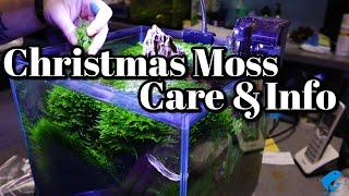 Christmas Moss Care and Information [upl. by Ytsirhc]