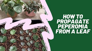 How to Propagate Peperomia from a Leaf [upl. by Beaver253]