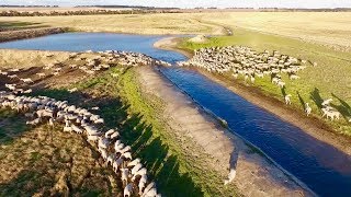 Sheep Farming  Marbilling Farms Western Australian Wheatbelt [upl. by Netsirc]