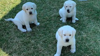 GREAT ESCAPE Adorable Lab Puppies Play Outside [upl. by Basham]