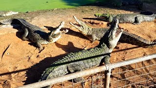 CROCODILE FIGHT  CROCODILE GROWL  TERRITORIAL BEHAVIOUR [upl. by Gotthelf]